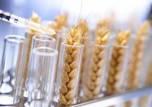 wheat_modified-300x212